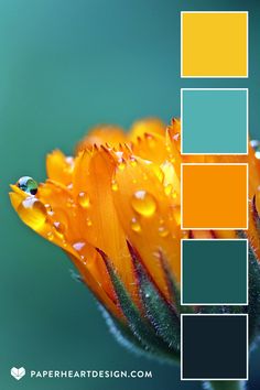 an orange flower with water droplets on it's petals and the color chart below