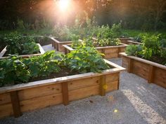 the sun shines brightly over an outdoor garden area with raised wooden beds and plants