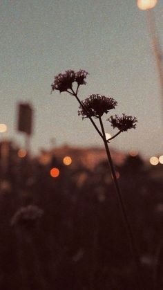 some flowers are in the foreground and blurry city lights behind them at night