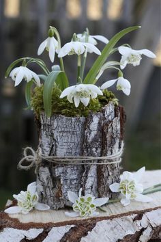 some white flowers are growing out of a tree stump