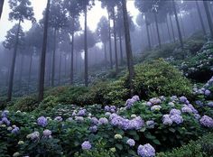 the blue flowers are blooming on the hillside in the foggy forest with tall trees