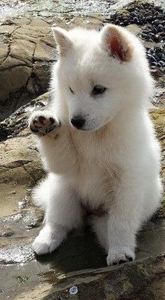 a small white dog sitting on top of a rock covered ground with its paws in the air