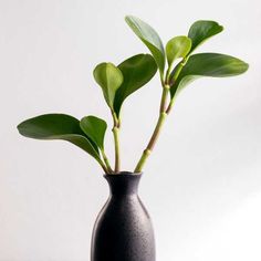 a black vase with some green leaves in it