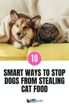 Discover 10 genius hacks to dog-proof your cat feeder and litter box! Learn how to protect your cat’s space with clever tricks and tools, ensuring your pets live harmoniously while keeping your home clean and safe.