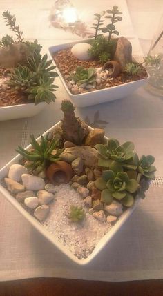 there are three trays with succulents and rocks in them on the table