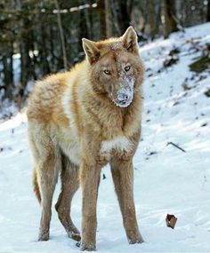 a wolf standing in the snow with trees in the background