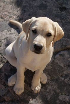 a yellow lab puppy sitting on top of a rock