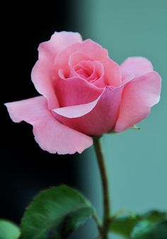 a single pink rose with green leaves