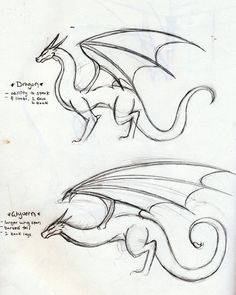 some sketches of different types of dragon wings and tail, from the beginning to the end