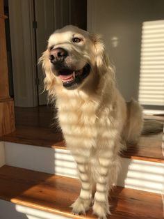 a white dog standing on top of a wooden step next to a door and window