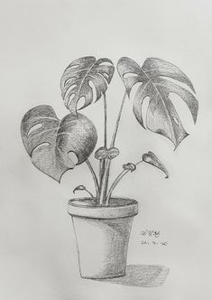 a pencil drawing of a potted plant