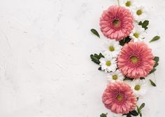 some pink and white flowers on a white background