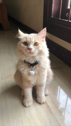 Cream Cat Aesthetic, Brown Fluffy Cat, Cream Tabby Cat, Brown Ragdoll Cat, Pet Cat Aesthetic, Brown Cat Aesthetic, Kitty Cat Aesthetic, White And Brown Cat, Flame Point Ragdoll