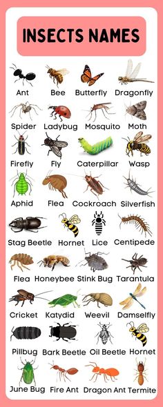 Insect Names In English, Insects With Names, Insect Identification, Insects Names, Animals Name In English, English Word Book, English Activities For Kids, Butterfly Dragonfly