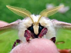 a close up of a moth on a person's hand with it's wings spread