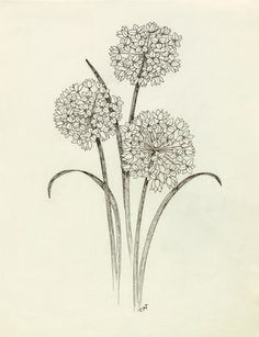 a drawing of three flowers on a white background