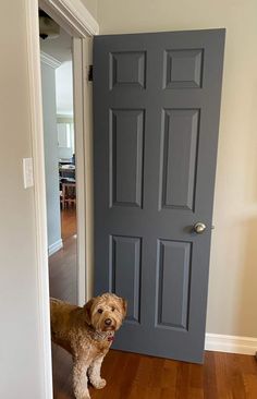 a brown dog standing in front of a gray door