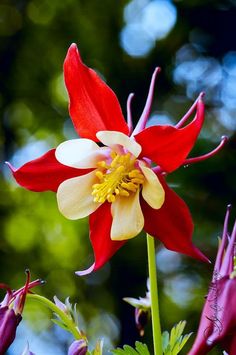 a red and white flower with yellow stamen