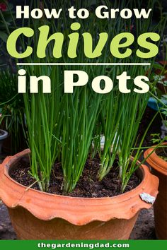 a potted plant with grass growing in it and the words how to grow chives in pots