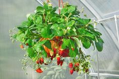 a potted plant with green leaves and red peppers hanging from it