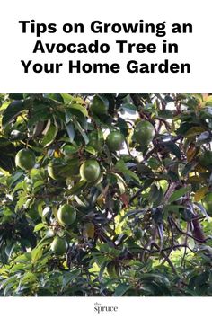 an avocado tree with the title tips on growing an avocado tree in your home garden