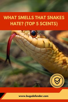 What Smells That Snakes Hate? (Top 5 Scents) Mice Infestation, Homemade Bug Spray, Lemongrass Plant, Animal Traps, Cinnamon Oil, Bug Spray