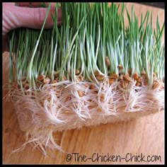 someone is sprouting grass on top of a wooden table