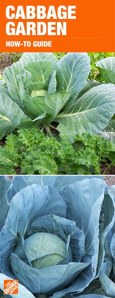 cabbage garden how - to guide for beginners