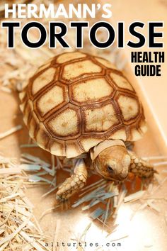 a small turtle sitting on top of dry grass