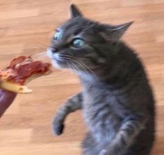 a cat is eating a piece of bacon from a person's hand