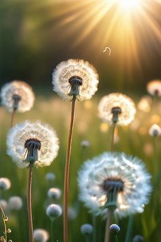 A breathtakingly serene 3D render of an enchanted field of pastel-colored dandelions, with a soft, golden light. The scene is filled with delicate details, from the feathery clouds to the individual seeds. Delicate Details, Enchanted, Floating, Pastel, It Cast