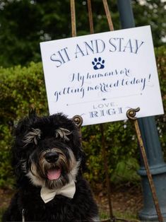 a black and white dog sitting in front of a sign that says sit and stay