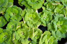 small green plants are growing in a pot