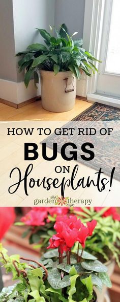 When the pests have taken over, here are some tips to help prevent, identify, and get rid of houseplant pests before they do too much damage. Houseplant Pests, Slugs In Garden, Plant Pests, Garden Pest Control, Indoor Gardens, Interior Kitchen, Indoor Gardening, Garden Pests, Indoor Plant