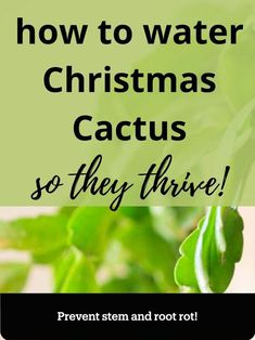 a green plant with the words how to water christmas cactus so they're alive