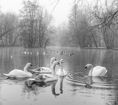 black and white photograph of swans swimming in the water on a foggy day with trees in the background