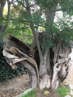 an old tree that has been turned into a sculpture