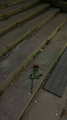 a lone rose sits on the ground next to some stairs