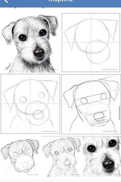 how to draw a dog's face with different shapes and sizes, including the eyes