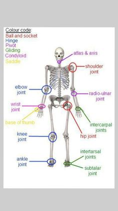 a diagram of the human skeleton with all its major bones and their corresponding parts labeled