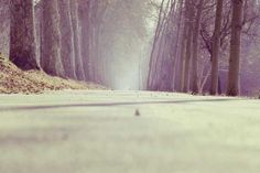 an empty road in the middle of a forest with trees on both sides and foggy skies above