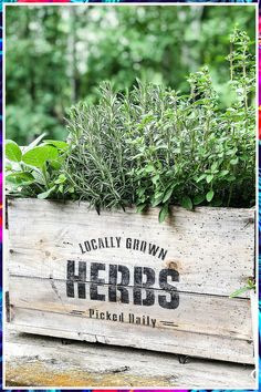 Learning how to grow a thyme plant indoors can be fun if you have a window garden. This herb can thrive just about anywhere but has a more difficult time growing in soil that is too dry. It needs rich loam soil with lots of drainage. Too much silt and the roots will die. Herbs On Balcony, Edible Flower Garden, Backyard Garden Patio, Thyme Plant, Creative Planter, Harvesting Herbs, Lavender Herb