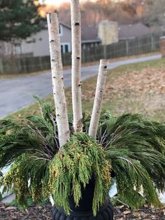 a potted plant that has some green plants in it and is sitting on the ground