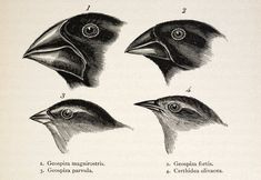 four different types of birds with their beaks open and showing the various features of each bird's head