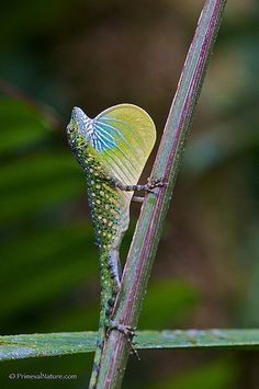 a yellow and blue butterfly sitting on top of a green plant