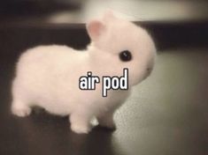 a small white rabbit sitting on top of a table next to the words air pod