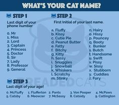 what's your cat name? poster with instructions for the cats names and their meanings