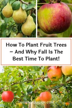 how to plant fruit trees and why fall is the best time to plant