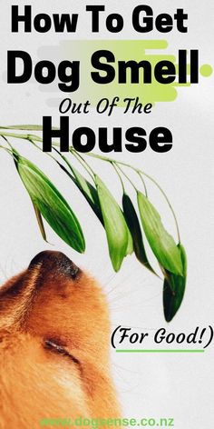 a dog smelling a plant with the words how to get dog smell out of the house for good