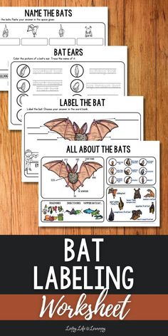 Bat Labeling Worksheet Bat Activities For Kids, Bats Unit Study, Bats Activities, Cycle For Kids, Earth Science Lessons, Fall Science, Elementary Science Activities, Classroom Makeover, Nature School